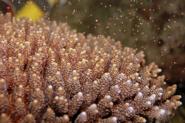 サンゴの産卵の様子